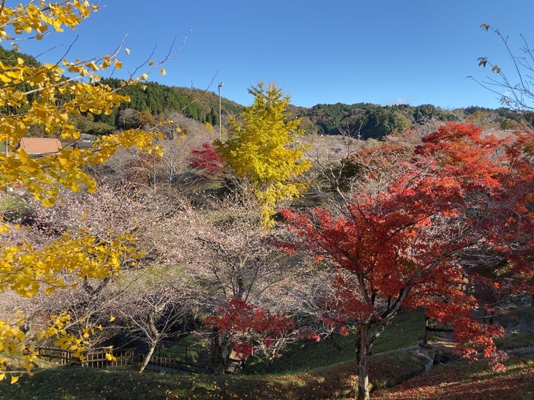小原ふれあい公園　四季桜と紅葉、イチョウ